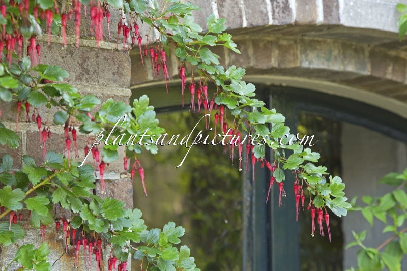 Ribes speciosum