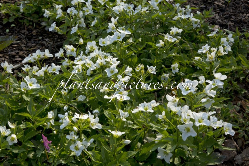Cardamine waldsteinii
