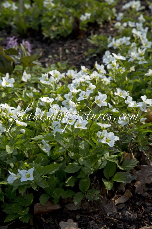 Cardamine waldsteinii