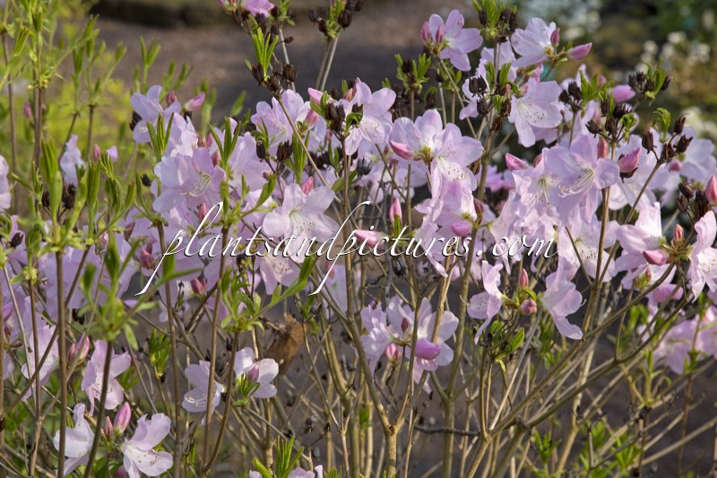 Rhododendron schlippenbachii