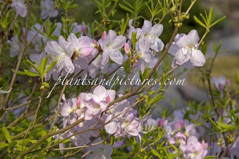 Rhododendron schlippenbachii