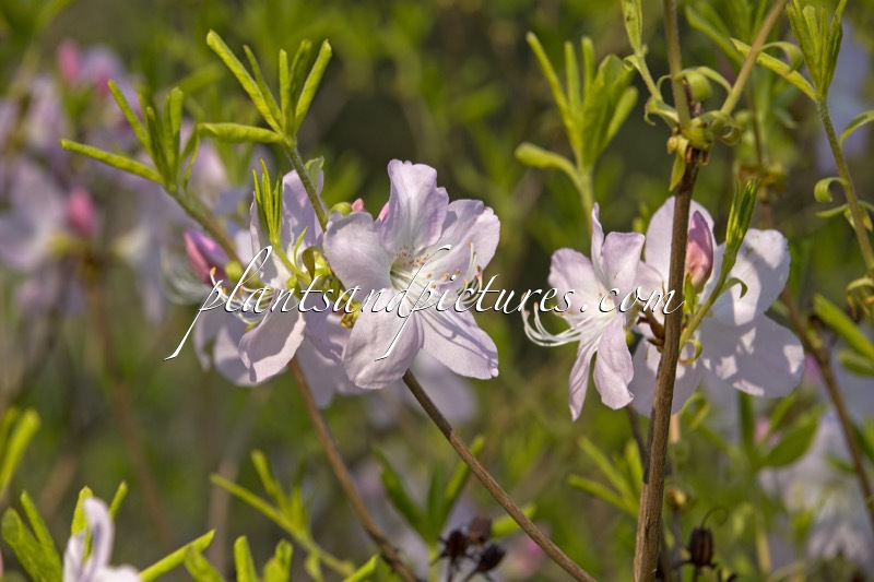 Rhododendron schlippenbachii