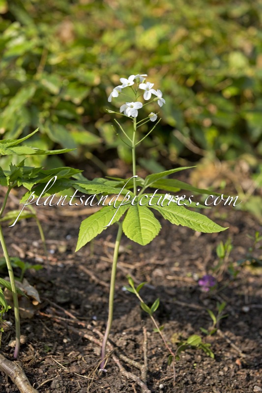Cardamine heptaphylla