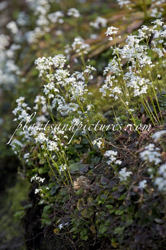 Cardamine trifolia