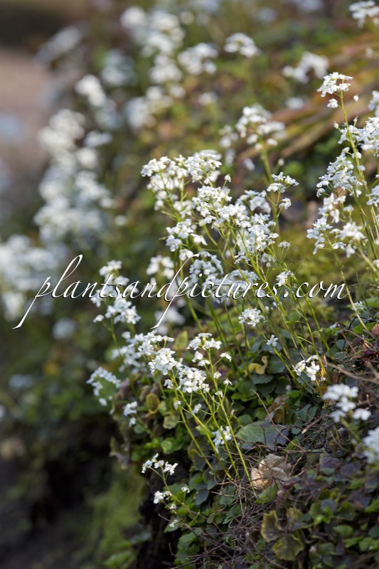 Cardamine trifolia