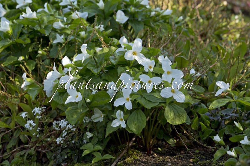 Trillium grandiflorum