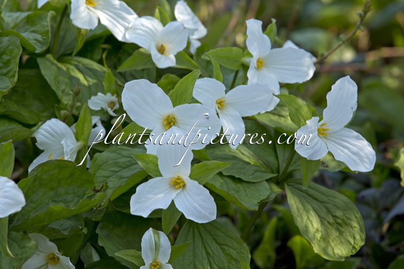 Trillium grandiflorum