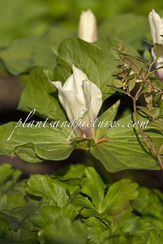 Trillium albidum