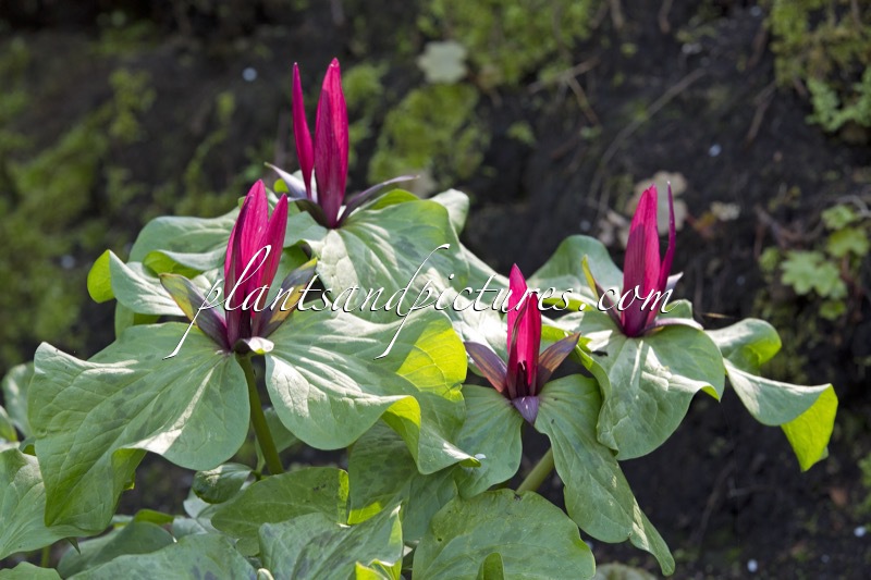 Trillium chloropetalum var. giganteum
