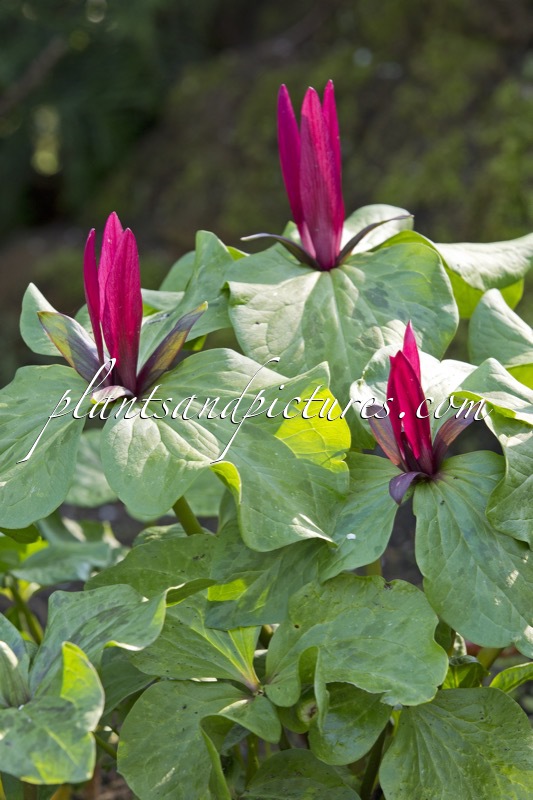 Trillium chloropetalum var. giganteum