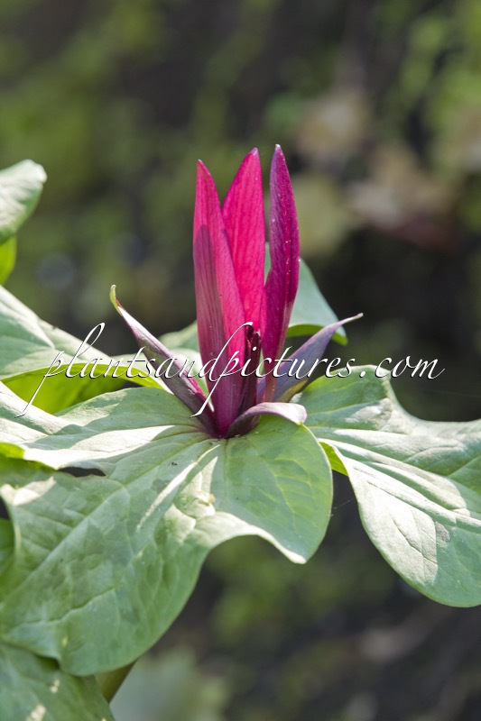 Trillium chloropetalum var. giganteum