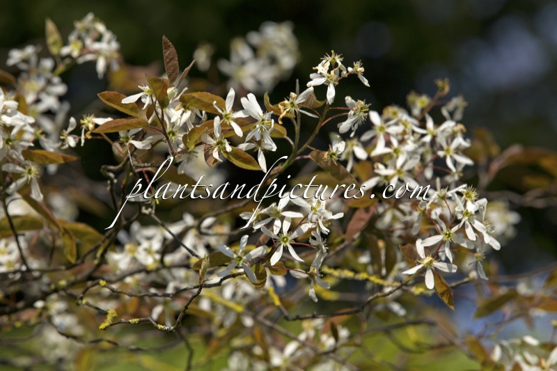 Amelanchier lamarckii