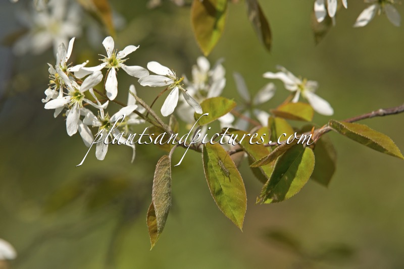 Amelanchier lamarckii