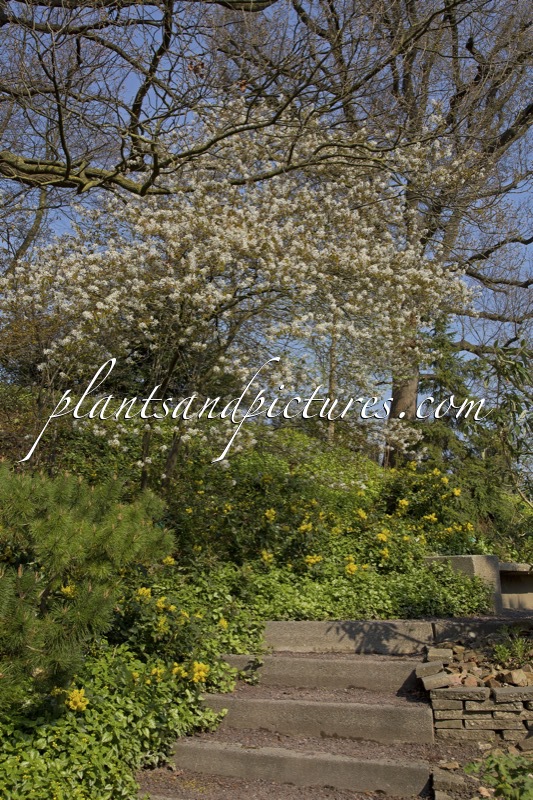 Amelanchier lamarckii