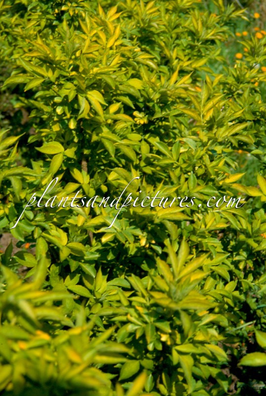 Sambucus nigra ‘Jetstream’