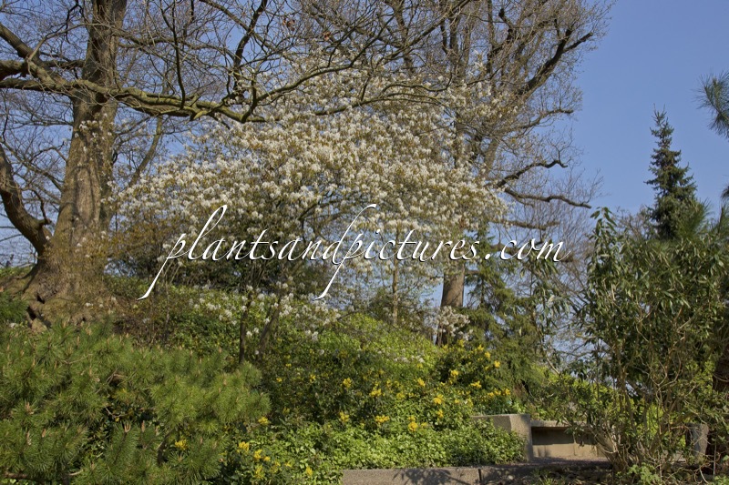 Amelanchier lamarckii