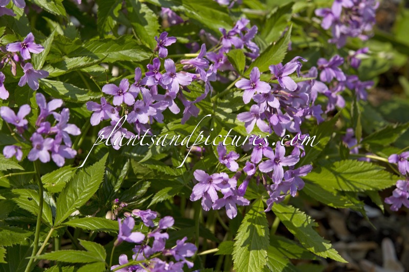 Cardamine glandulosa