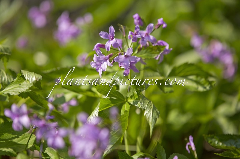 Cardamine glandulosa