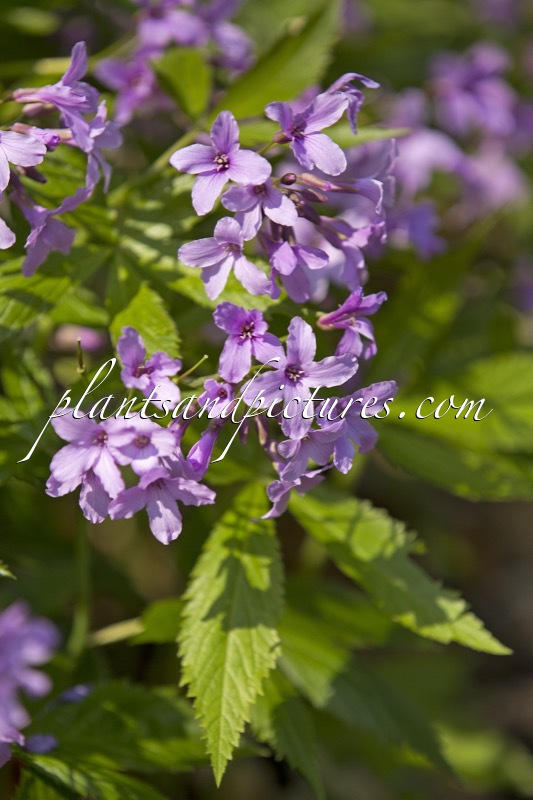 Cardamine glandulosa