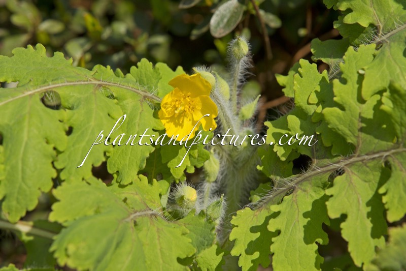 Stylophorum sutchuense