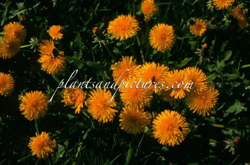 Taraxacum officinale