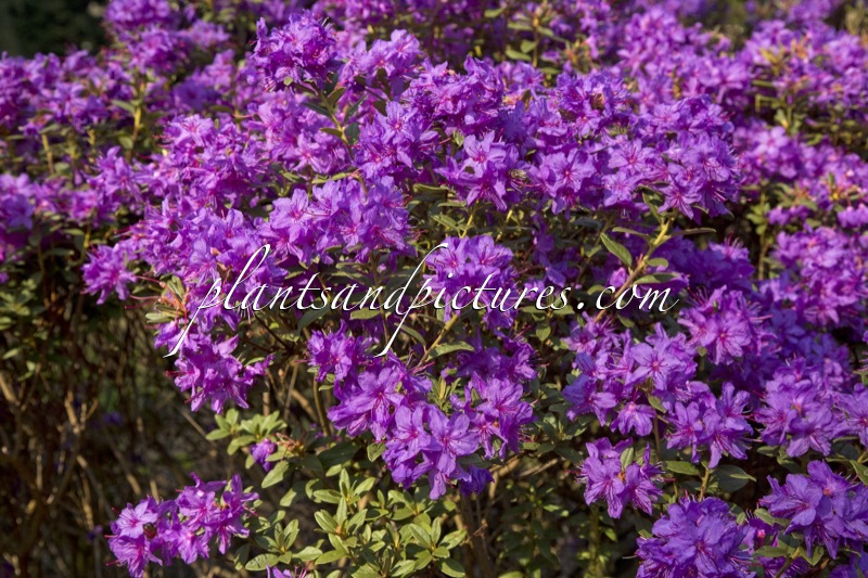 Rhododendron hippophaeoides