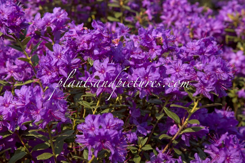 Rhododendron hippophaeoides