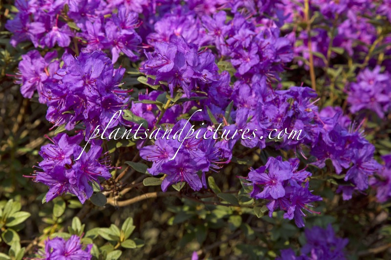 Rhododendron hippophaeoides