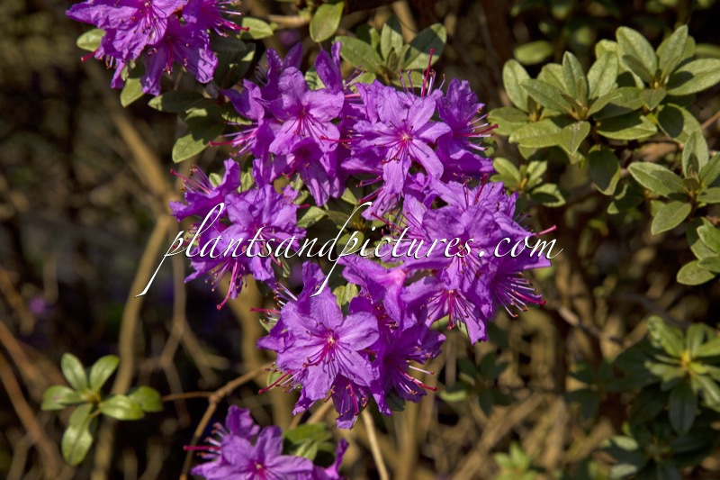 Rhododendron hippophaeoides