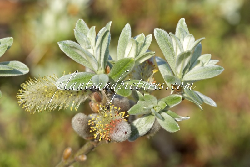Salix helvetica
