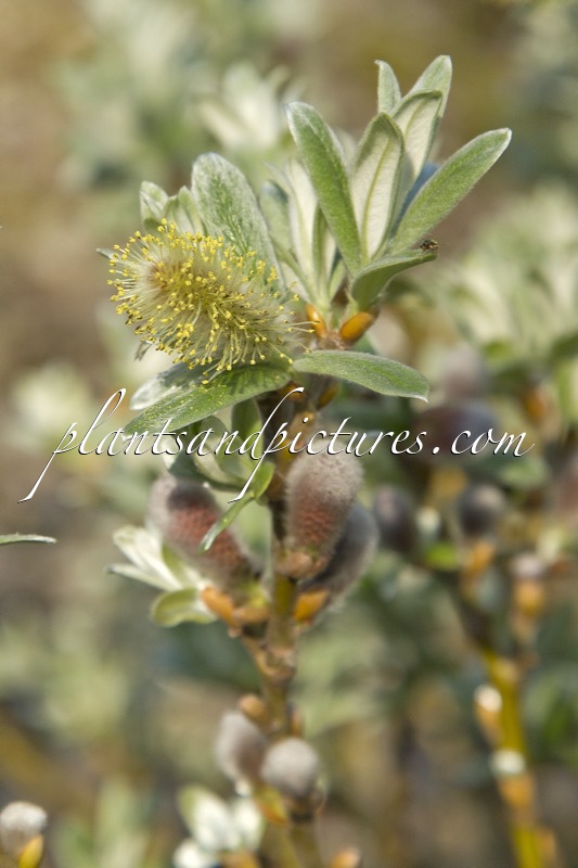 Salix helvetica