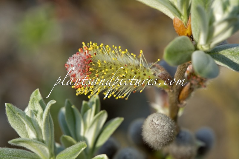 Salix helvetica
