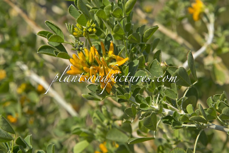 Medicago arborea