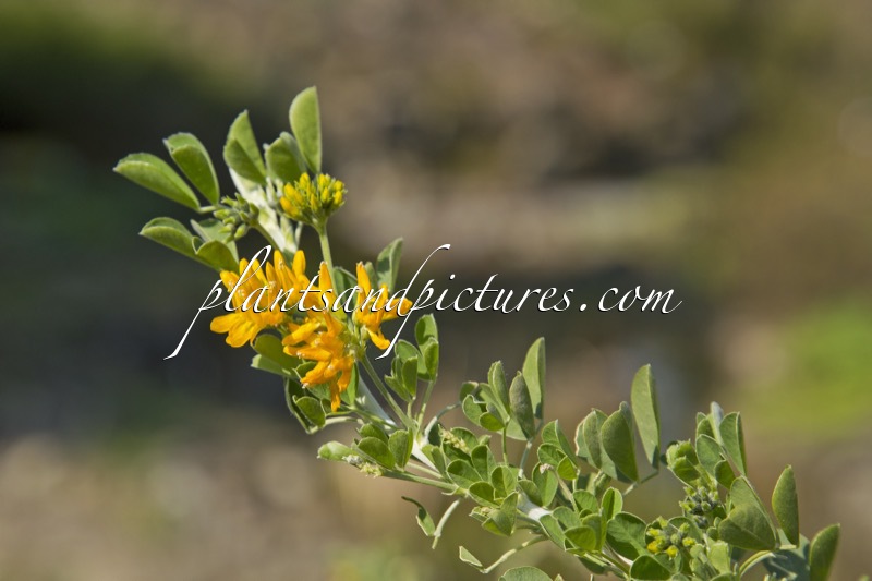 Medicago arborea