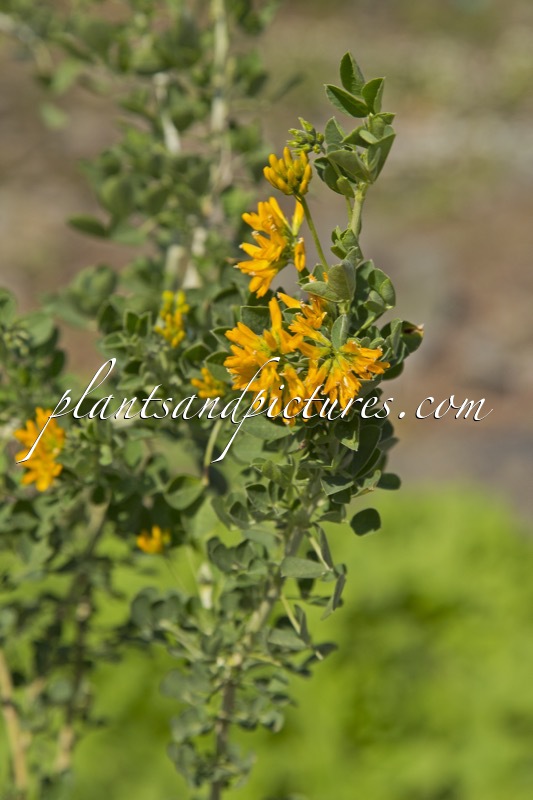 Medicago arborea