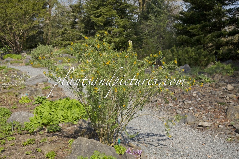 Medicago arborea