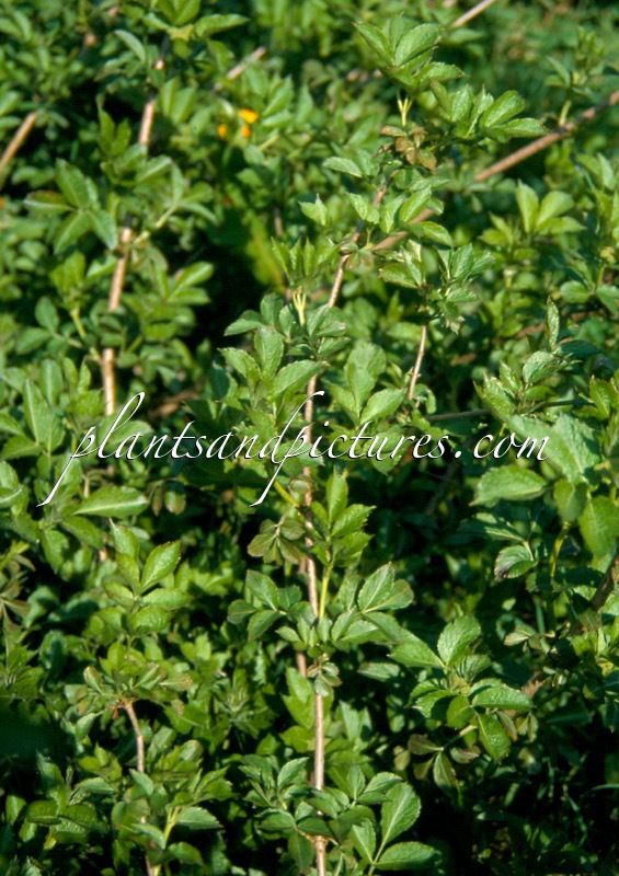 Sambucus nigra ‘Urban Green’