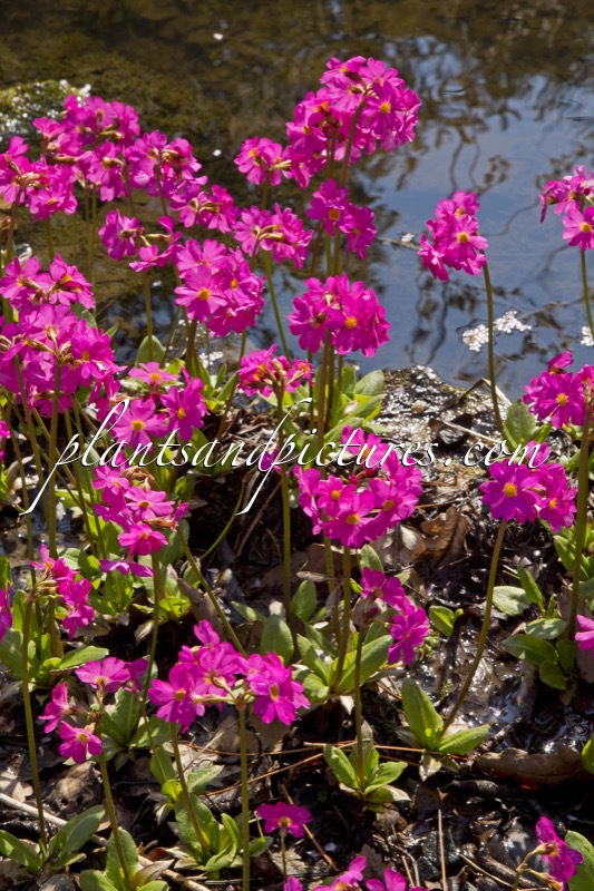 Primula rosea