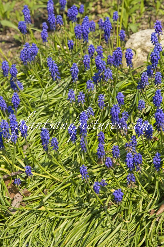 Muscari armeniacum