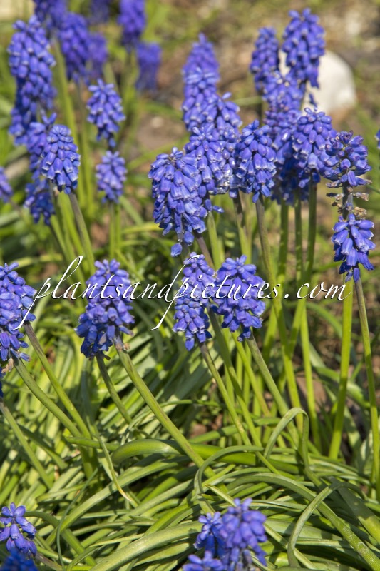 Muscari armeniacum