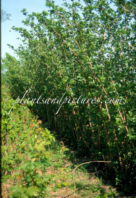 Sambucus nigra ‘Urban Green’