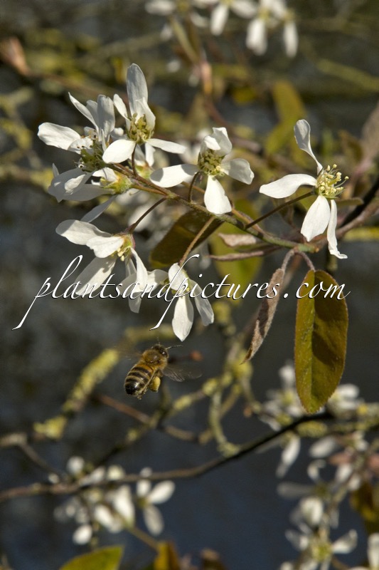 Amelanchier lamarckii