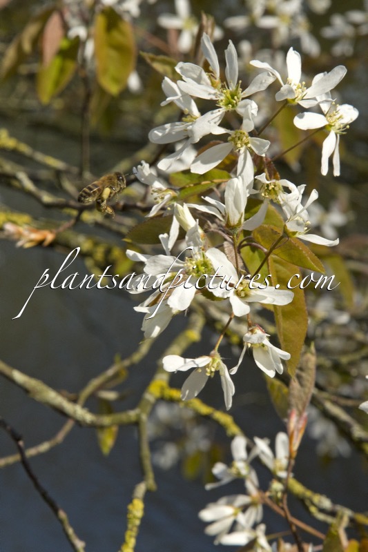 Amelanchier lamarckii