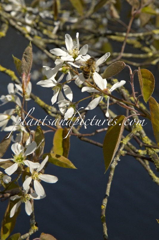 Amelanchier lamarckii