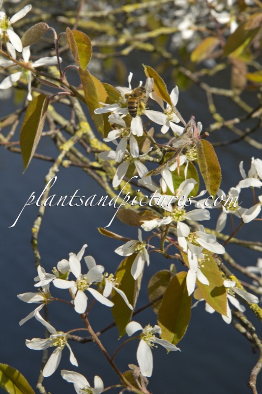 Amelanchier lamarckii