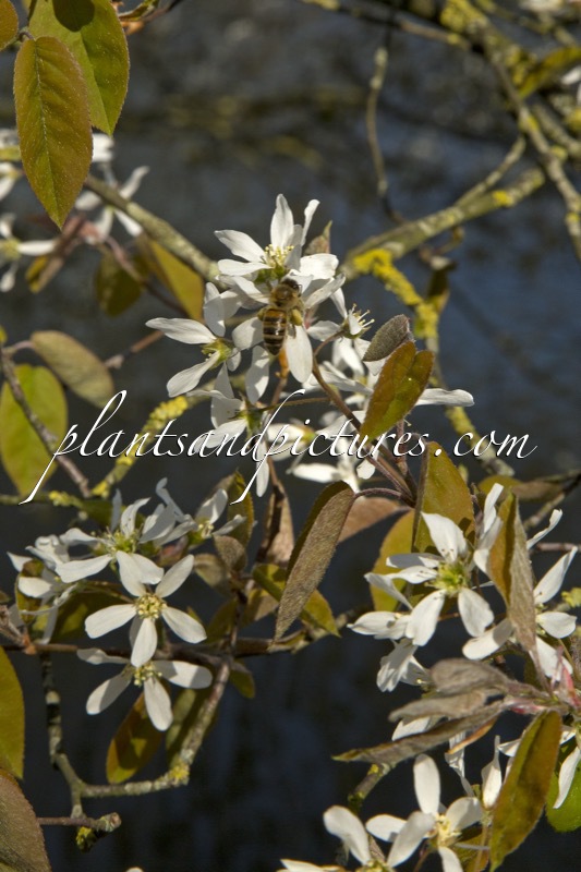 Amelanchier lamarckii