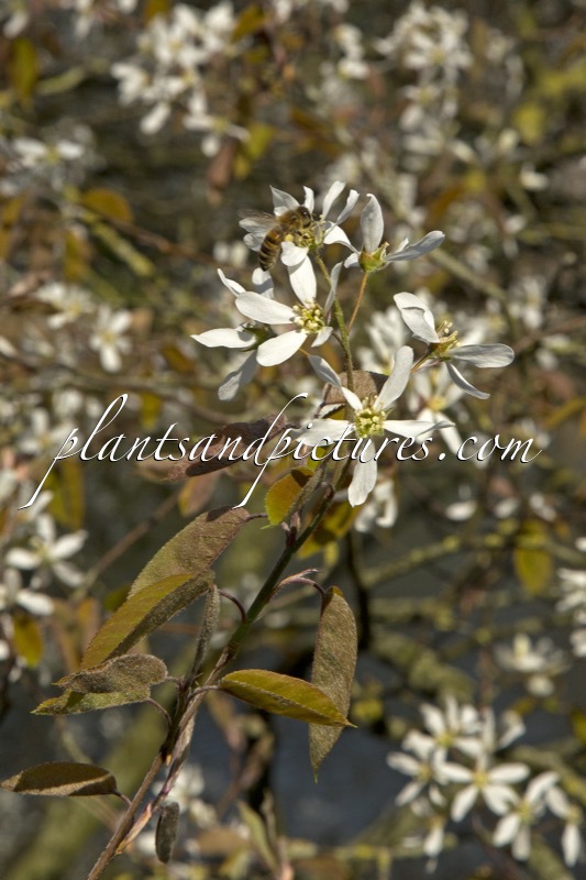 Amelanchier lamarckii