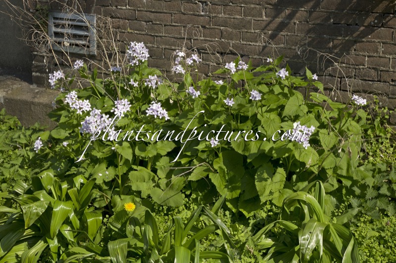 Lunaria rediviva