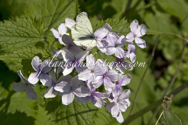 Lunaria rediviva
