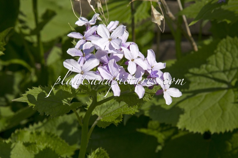 Lunaria rediviva